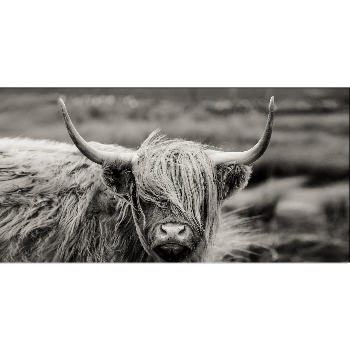 Highland Cattle Animal Canvas Print Wall Painting