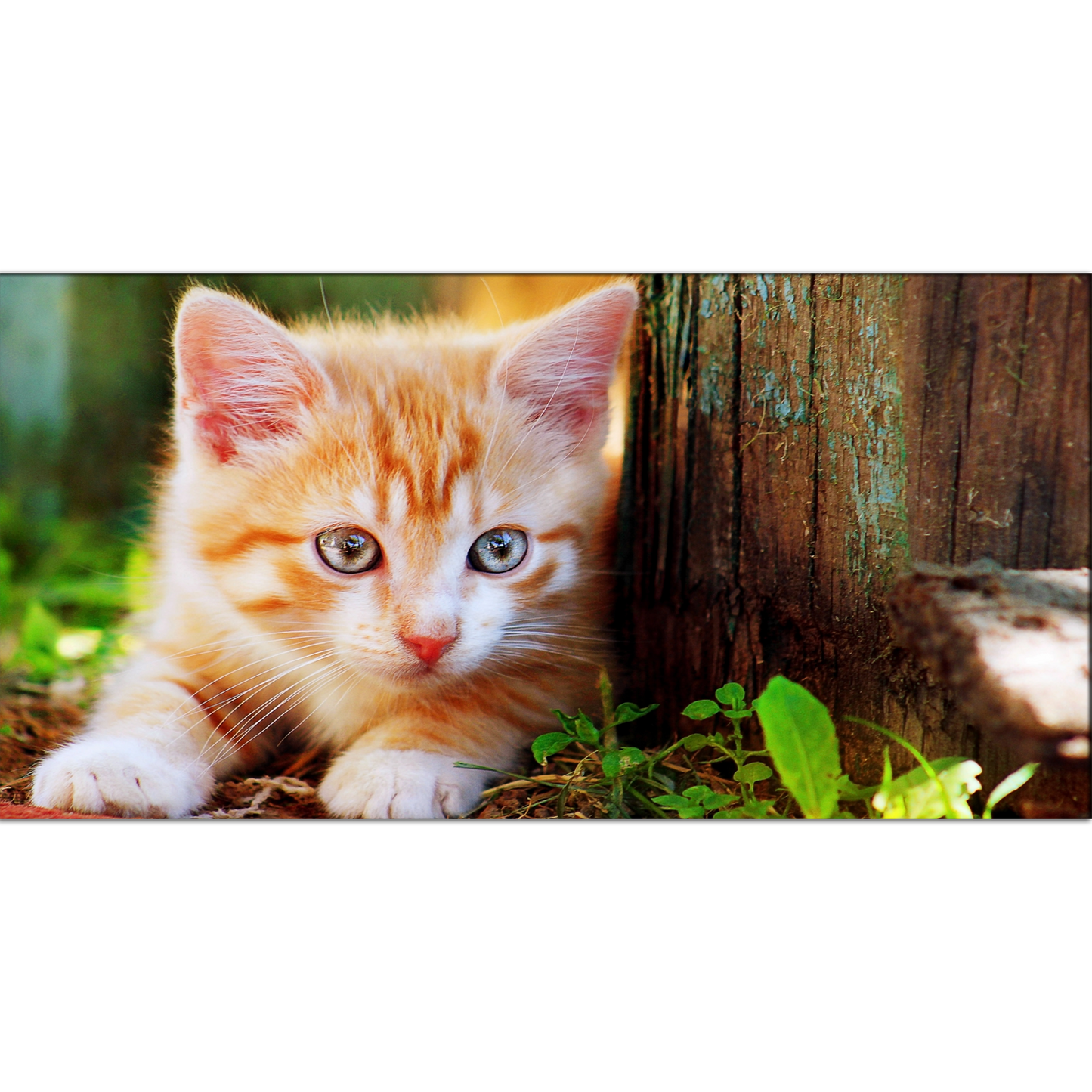 Cat Animal Canvas Print Wall Painting