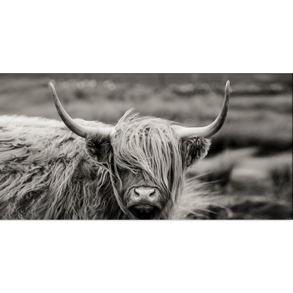 Highland Cattle Animal Canvas Print Wall Painting