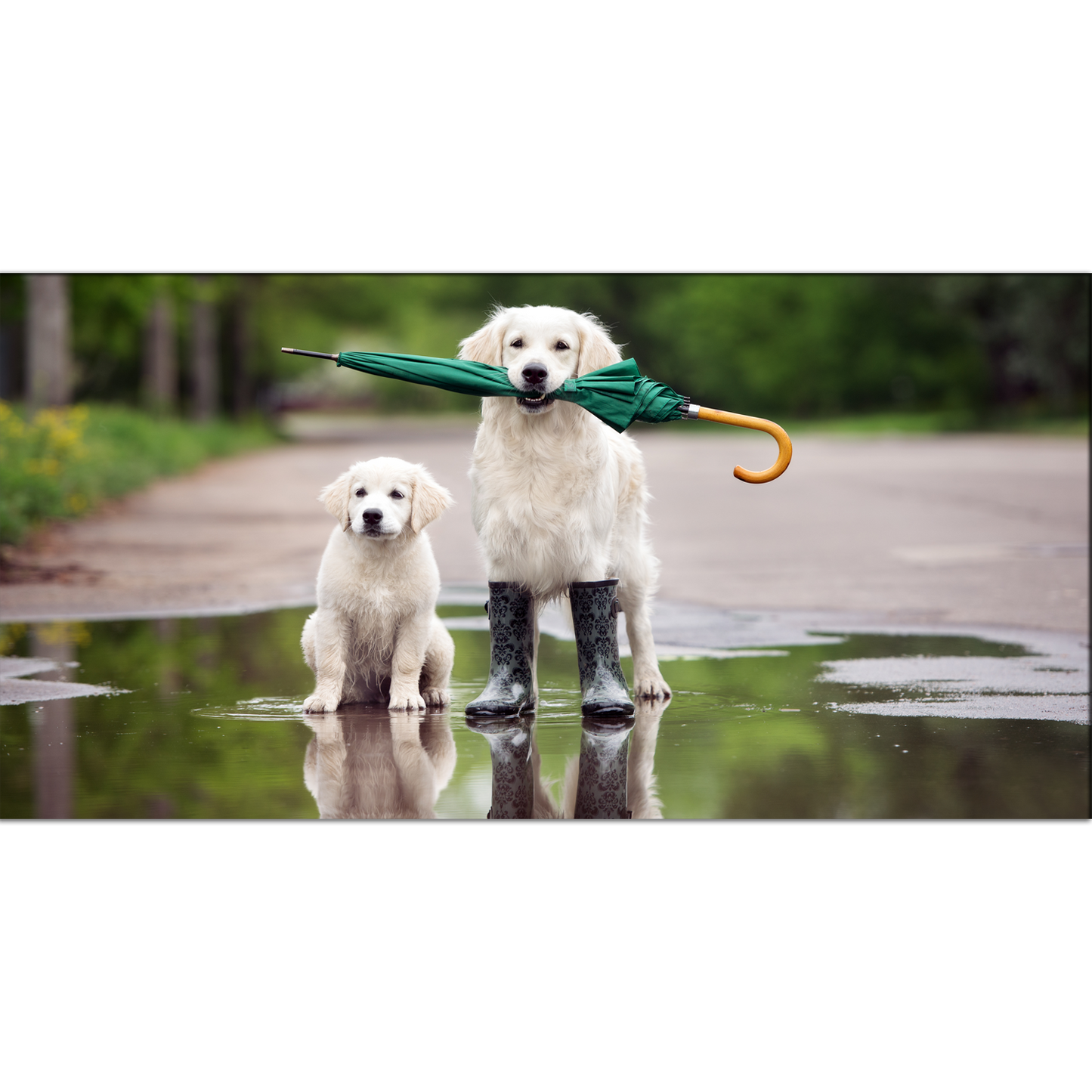 Dog With Umbrella Canvas Print Wall Painting