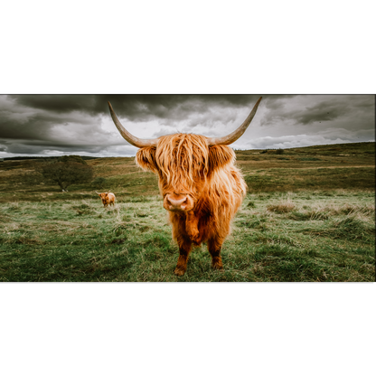 Highland Cattle Animal Canvas Print Wall Painting