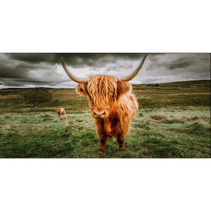 Highland Cattle With Scenic Animal Canvas Wall Painting